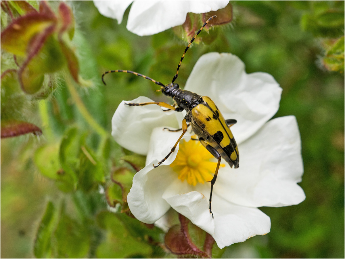 Black & Yellow Longhorn Beetle on Cistus Flower 3